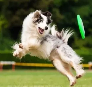 Criar uma rotina de exercícios para cachorro traz diversos benefícios para a saúde do animal