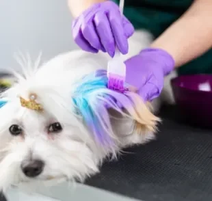 A tinta para cachorro tem se tornado uma tendência entre pais de pets, mas é preciso ter cuidado