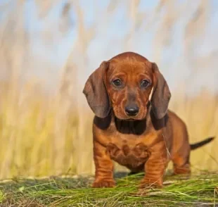 O filhote de Dachshund tem tudo para trazer alegria para casa