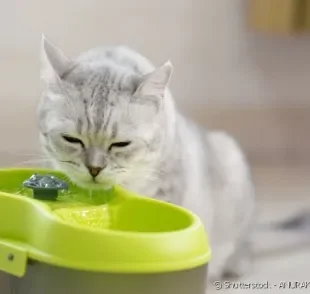  A fonte de água para gato mais popular é feita em plástico, mas há outros materiais mais seguros para a saúde do felino, como a porcelana. 
