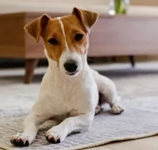 O fósforo alto em cachorro pode ser consequência de problemas renais