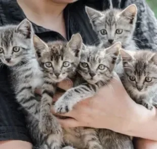 É importante saber como cuidar de gato filhote abandonado de forma a garantir conforto, segurança e saúde