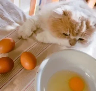 Descubra se o gato pode comer ovo no dia a dia e como o alimento pode influenciar na saúde do bichano