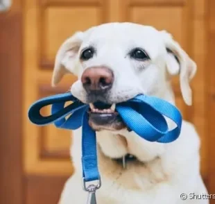 A guia de nylon pode ser molhada sem prejuízos: é ideal para quem gosta de levar o cãozinho à praia, por exemplo.