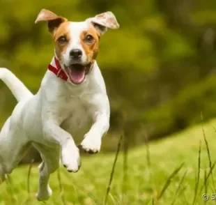 Corajoso, ativo, esperto e teimoso: esse é o Jack Russell.