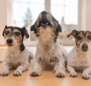 O latido de cachorro é natural da comunicação canina e não deve ser inibido, mas pode ser controlado