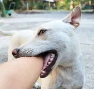 A mordida de cachorro pode ser muito perigosa e oferecer vários riscos à saúde