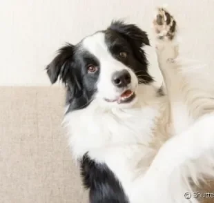 Nomes de cachorro fortes e curtos são sempre uma boa escolha.