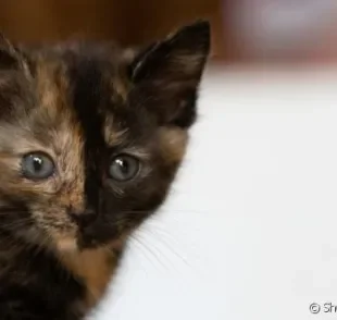 O quimerismo não é uma doença e não altera nada além da aparência do gato.