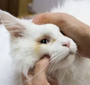 Gato com remela amarela pode ser indicativo de infecções ou doenças oculares