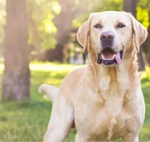  O cachorro engasgado apresenta dificuldade de respirar e precisa de socorro imediato