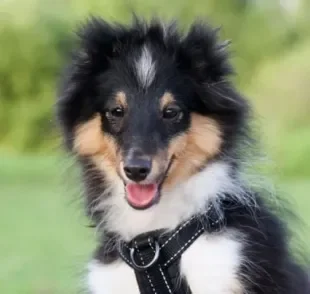 O Sheltie é uma raça de cachorro escocesa conhecido por ser pastor de ovelhas em fazendas