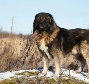 O Pastor-de-cáucaso é um cão gigante russo muito corajoso