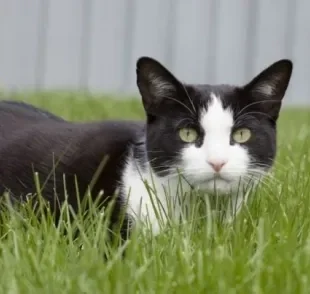 Uma picada de cobra em gato requer atendimento imediatamente