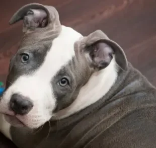 O Pitbull é uma das melhores raças para quem procura um cão que não solta muito pelo.