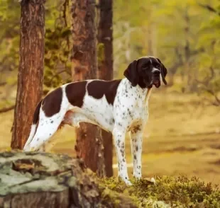 O Pointer Inglês é um cachorro treinável, obediente e cheio de energia