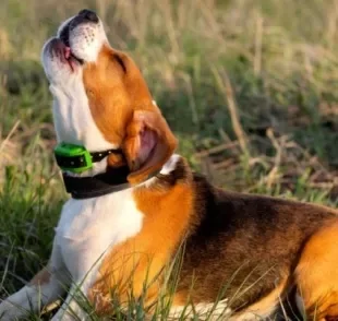 O volume do latido de cachorro pode ser bastante alto em algumas raças