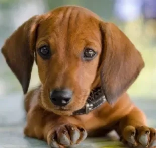 O remédio para dor de barriga ideal depende do que está causando esse sintoma no animal