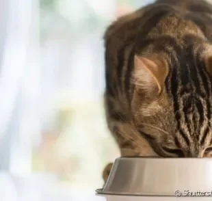 A ração urinária é desenvolvida para proteger os rins do gato.