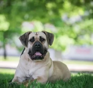 O Dogo Canário é um cachorro forte e com instinto de proteção bem aflorado