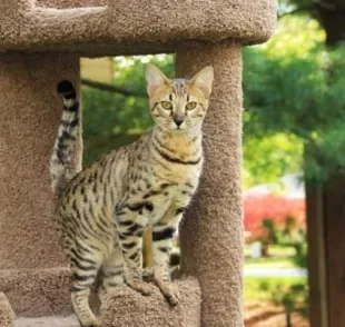 O gato Savannah e o gato Ashera têm muitas semelhanças físicas e de personalidade, mas existem diferenças