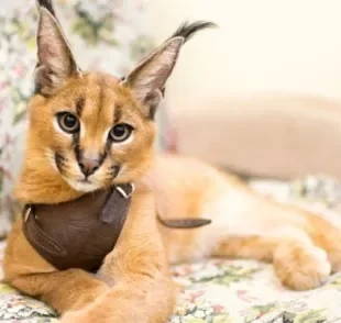  Pumba Caracal é um felino selvagem que pode ser domesticado 