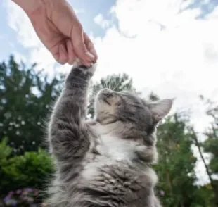 Quando um gato aparece na sua porta ou começa a te seguir, é sinal de que ele te escolheu