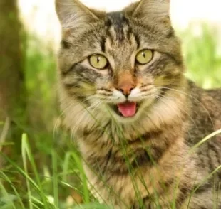 A respiração do gato é um dos principais processos vitais do corpo