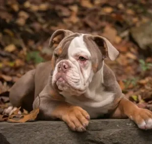 O cachorro Bulldog Americano é de porte grande e cheio de amor para dar