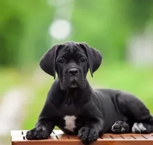 O Cane Corso tem muita energia e precisa de estímulos físicos diários