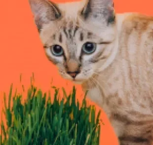 O catnip - ou erva de gato - serve como um estimulante para felinos