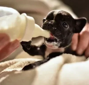 O leite para filhote de cachorro artificial pode ser encontrado em pet shops