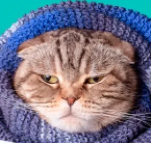 Para evitar um gato com frio, é importante saber como aquecer os bichanos no inverno