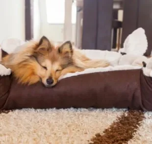  O cachorro dorme onde se sente confortável, então é preciso tornar o lugar o mais adequado possível para ele
