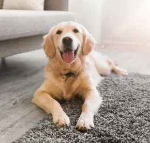  O truque de cachorro deitado pode ser ensinado de maneira fácil e rápida