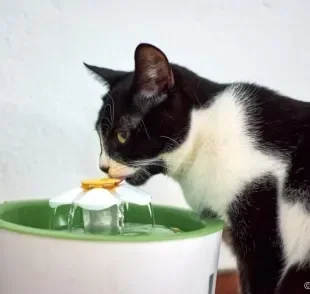 Fazer o gato beber água pode ser um desafio, mas não é impossível