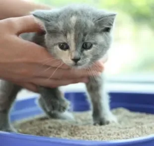  Ensinar o bichano a usar o banheiro de gato corretamente é muito importante para manter a higiene do gato e da casa