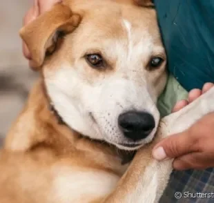  O caminho mais seguro para ficar amigo de um cachorro desconhecido é respeitar o espaço do animal e se aproximar com calma. 