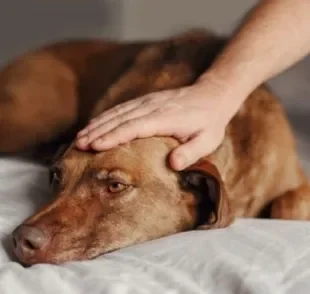  Muitos tutores tem dúvida de como saber se o cachorro está com febre e como ajudar ele a melhorar 