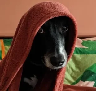 A cadelinha vira-lata Amora não sai debaixo de seu cobertor nos dias mais frios.