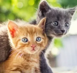  Descobrir se o pet é gato macho ou fêmea é importante para garantir os cuidados adequados ao sexo do pet
