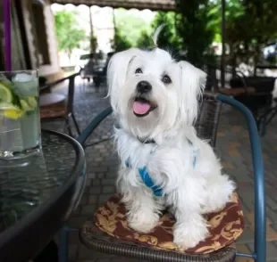 Para ir em um restaurante pet friendly, o cachorro deve ter um bom comportamento