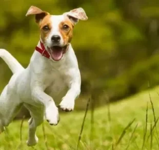 Conheça as raças de cachorro do grupo Terrier mais populares