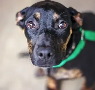 Dia Mundial do Cachorro nos faz refletir sobre a necessidade de cuidar e proteger os animais