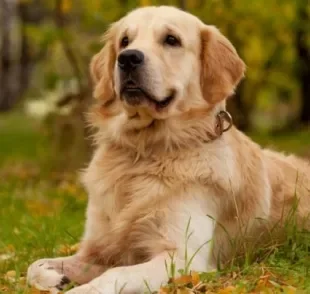 A displasia coxofemoral em cães é uma doença comum em cachorros grandes que afeta a mobilidade do animal