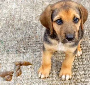 As fezes de cachorro com gosma podem indicar problemas alimentares ou parasitas intestinais