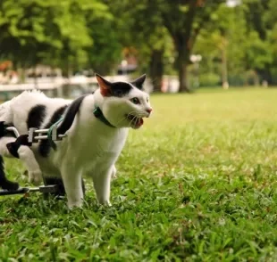 O gato deficiente exige uma série de cuidados, e a fisioterapia pode ser uma grande aliada