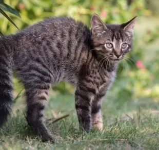 O gato com pelo arrepiado normalmente é sinal de medo