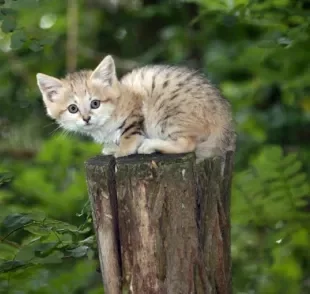 O Gato-do-deserto é uma espécie de felino selvagem e com tamanho reduzido