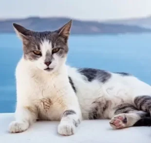 O gato Egeu é uma raça muito encontrada na Grécia, seu país de origem